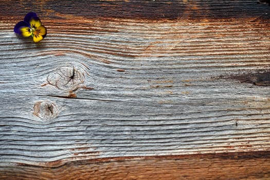 Spring flowers on a wooden background