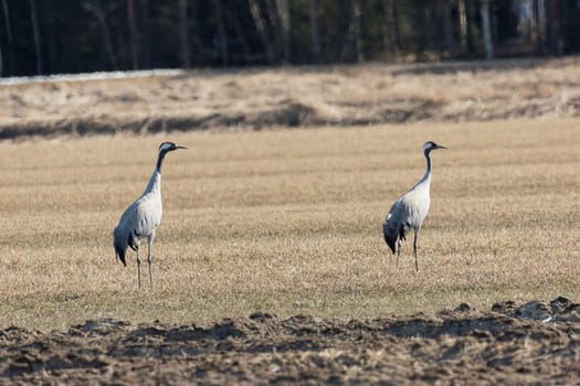Common Cranes in Cultivated Field.