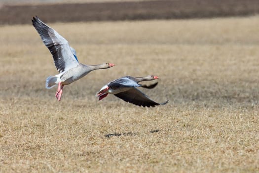 Greylag Goose Flying over Cultivated Field.