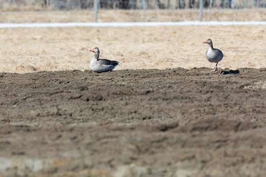 Greylag Goose in Cultivated Field.