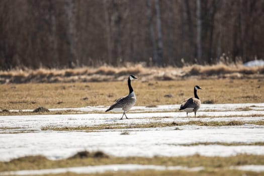 Canada Geese in Field with Snow.