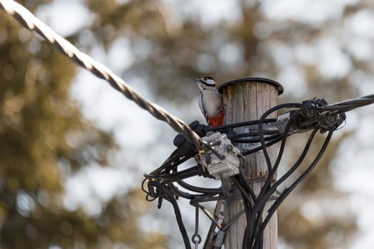Great Spotted Woodpecker with Electricity Wires.