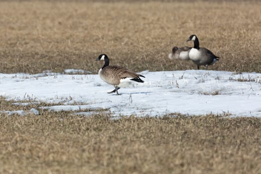Canada Geese in Field with Snow.