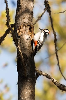 Great Spotted Woodpecker in Tree.