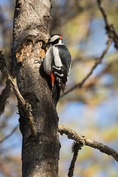 Great Spotted Woodpecker in Tree.