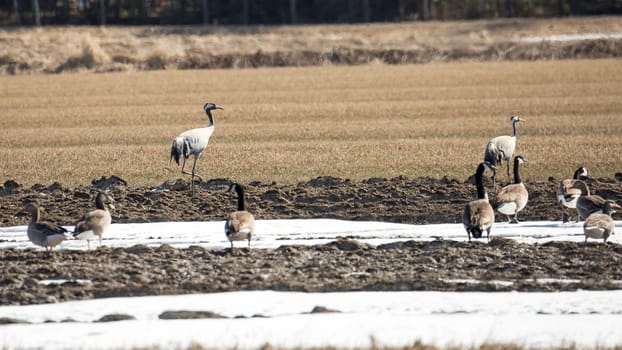 Common Cranes and Canada Geese in Field.