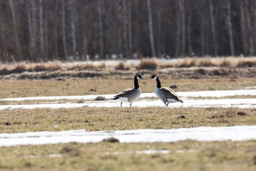 Canada Geese in Field with Snow.