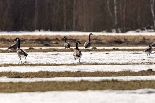 Canada Geese in Field with Snow.