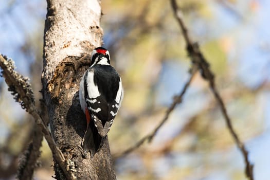 Great Spotted Woodpecker in Tree.