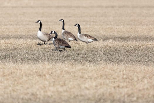Canada Geese in Cultivated Field.