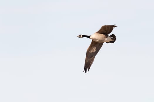 Canada Goose Flying with wings spread.