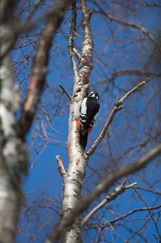 Great Spotted Woodpecker in Tree.