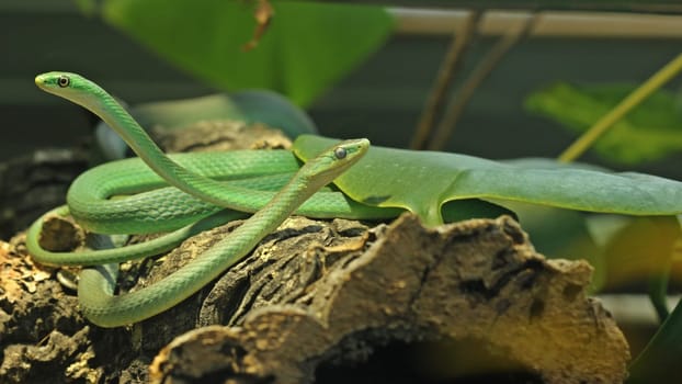 Pair of rough grass snake (Opheodrys aestivus),pregnant female just before molting