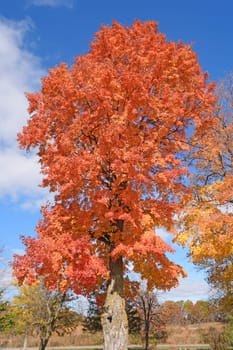 Sugar Maple in the Fall near Baraboo, Wisconsin
