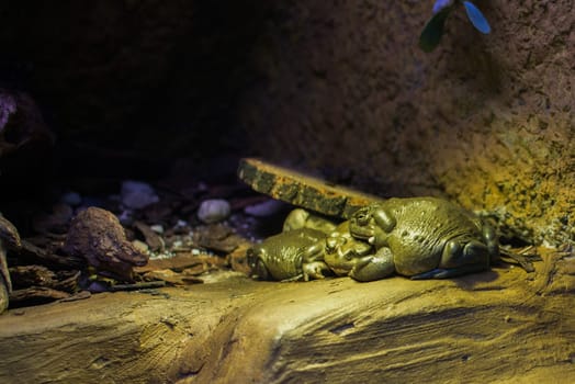 close up on colorado river toat frog