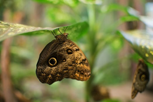close up on owl butterfly (cali memnon)