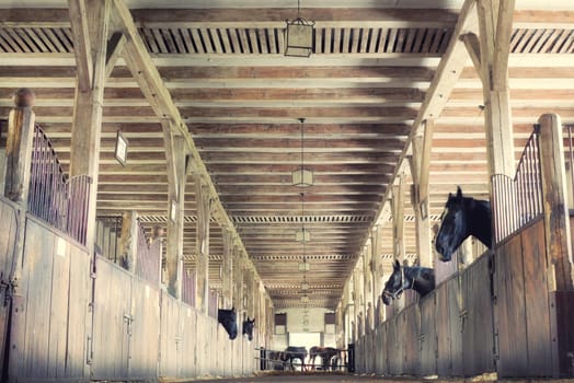 horses in their stalls,high noise,vintage effect