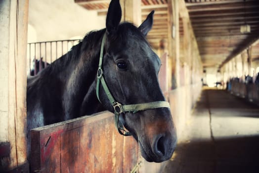 horses in their stalls,high noise,vintage effect
