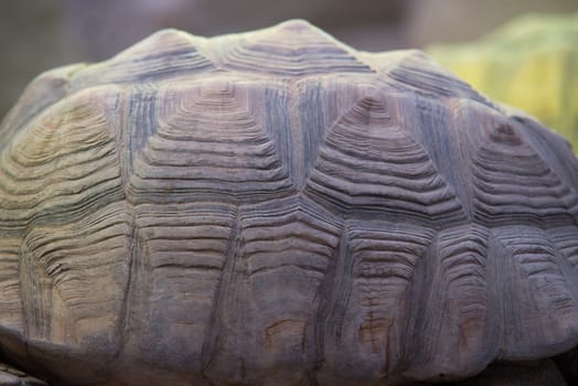 close up on giant tortoise shell (megalochelys gigantea).