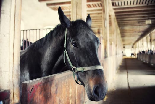 horses in their stalls,high noise,vintage effect