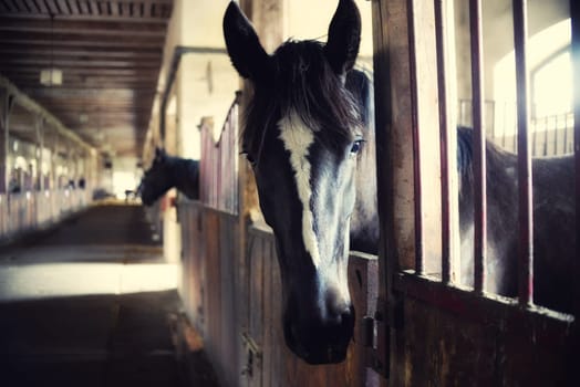 horses in their stalls,high noise,vintage effect