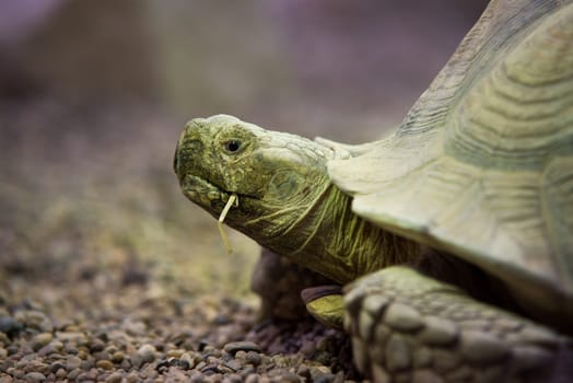 close up on giant tortoise (megalochelys gigantea).