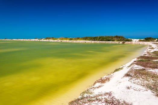 Green water and beautiful clear blue sky near Rio Lagartos, Mexico