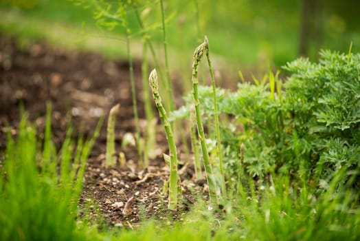 Fresh green organic asparagus growing on the garden