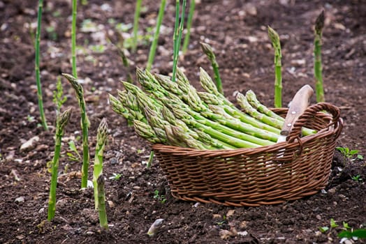 Fresh green organic asparagus growing on the garden