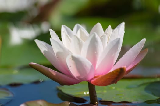 Pink-white lotus flower with drops of water on blue lake surface. Stock photo with soft focus and shallow depth of field.