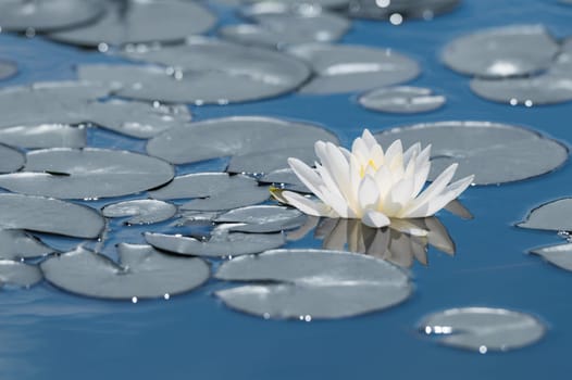 White water lily flower on mirror blue lake surface. Toned and filtered outdoors stock photo with reflection.
