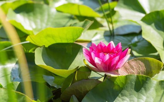 Magenta flower of water lily in sunlit dense foliage on surface of natural lake