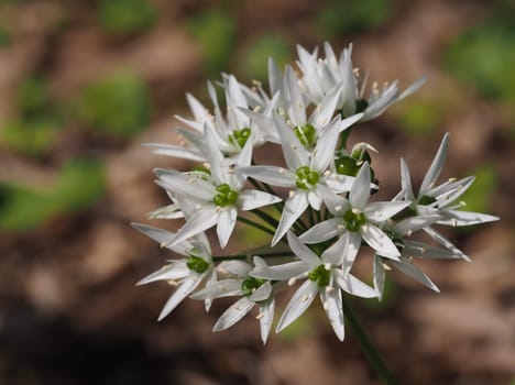 Wild garlic blossom