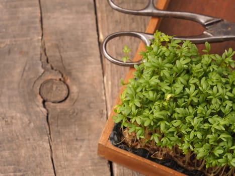 Organic cress in a wooden box on an old rustic wooden garden table