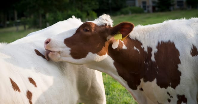 red frisian cow licking the back of another cow