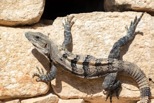 Black spiny tailed iguana on the ruins of Chichen Itza in Mexico
