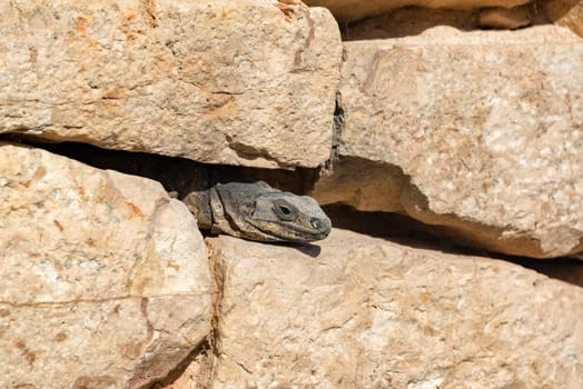 Black spiny tailed iguana hiding between two rocks in the ancient Mayan ruins of Chichen Itza, Mexico