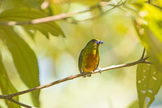 Olive Backed Euphonia eating in a Tree in Tortuguero National Park in Costa Rica