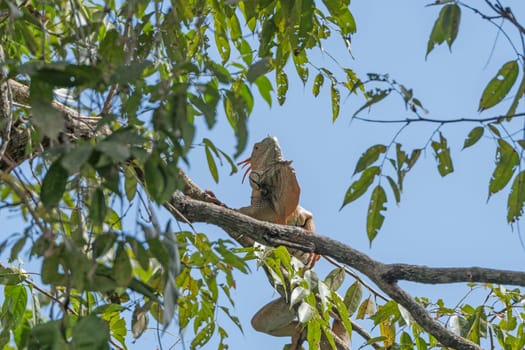 Male Iguana in a Rain forest Tree in Tortuguero National Park in Costa Rica