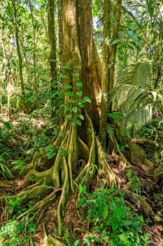 Butressed Roots in a Rain Forest Tree in Tortuguero National Park in Costa Rica