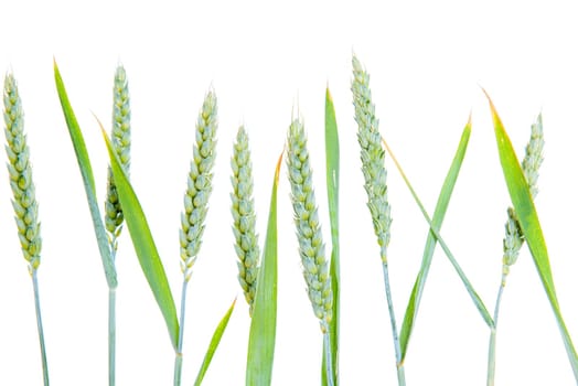 line of green wheat- grain in front of white background