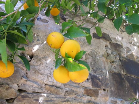 Orange tree on a wall