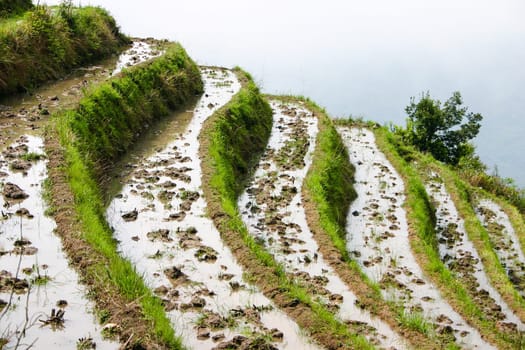 The Longji Rice Terraces located next to the village of Ping'an in China