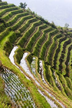 The Longji Rice Terraces located next to the village of Ping'an in China