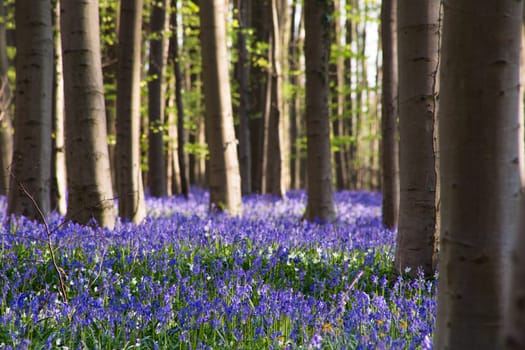 The bluebells flowers during springtime in Hallerbos, Halle, Belgium