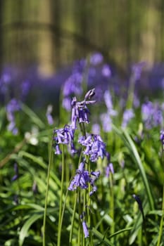 The bluebells flowers during springtime in Hallerbos, Halle, Belgium