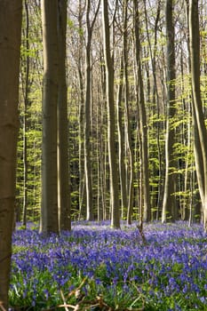 The bluebells flowers during springtime in Hallerbos, Halle, Belgium
