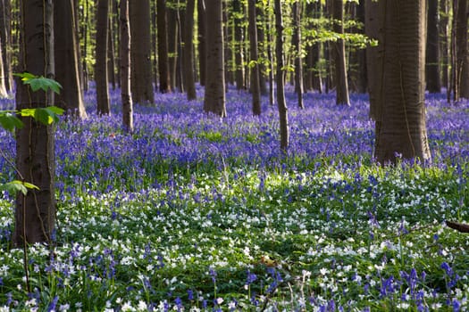 The bluebells flowers during springtime in Hallerbos, Halle, Belgium