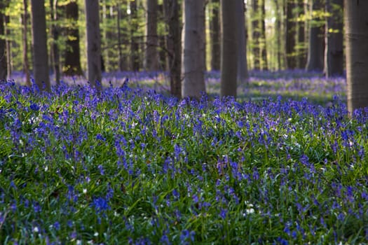 The bluebells flowers during springtime in Hallerbos, Halle, Belgium