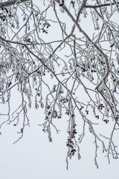 Alder branches covered with frost, close-up